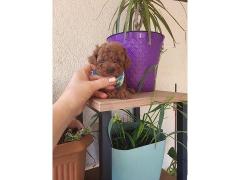 Korekan poodle mükemmel güzellikte