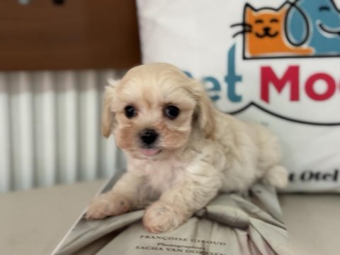Ruhsatlı çiftlikde ziyarete açık tea cup kore maltipoo