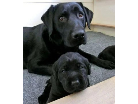 Türkiyenin en özel labrador yavruları 