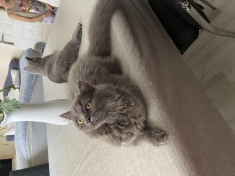British shorthair yeni yuvamızı arıyoruz