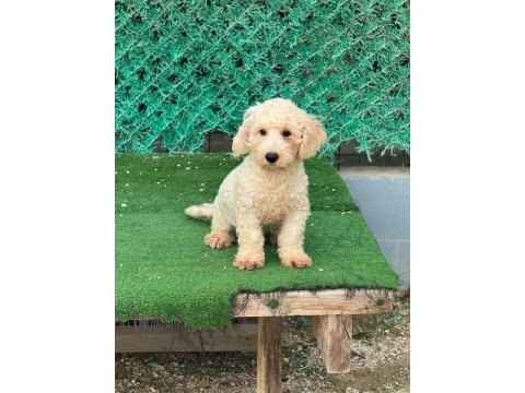 Kar beyaz yavru maltipoo