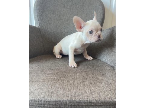 Renkli gözlü french bulldog yavrularım