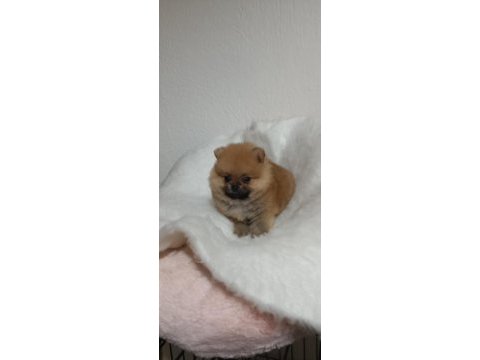 A kalite pomeranian boo teacup yavrular