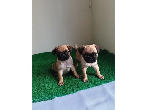 Pink taşıyıcı pug