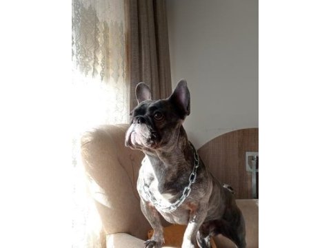 Farklı bir aurada french bulldog