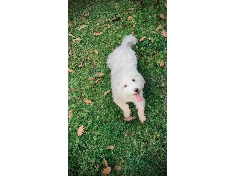 Terrier 1 yaşında eğitimli