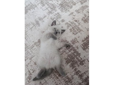 Güzel scottish fold bebeklerimiz sahiplenilmeye hazır