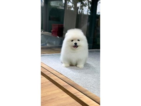 Sağlık ve ırk garantili pomeranıan köpeği