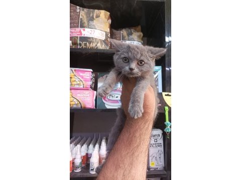British shorthair yavru 2 aylık