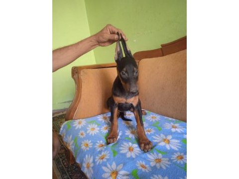 Mükemmel kalitede doberman