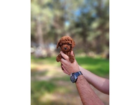 Kore dişi toy poodle yavrumuz