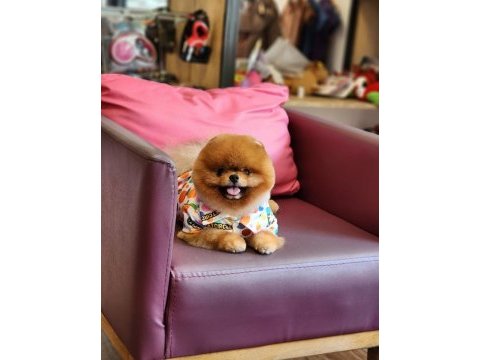 Yetişkin türkiyenin açık ara en iyisi pomeranian