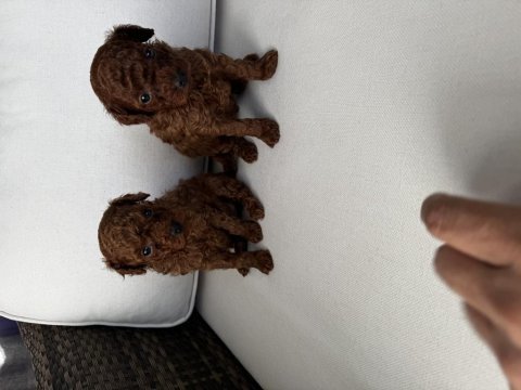 Toy poodle (2-3 kiloyu kesinlikle geçmez)