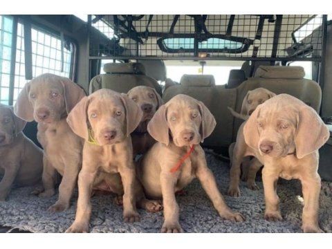 Show kalite weimaraner yavrular