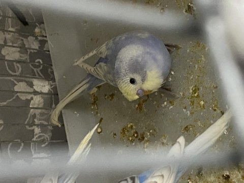 35 günlük bebek muhabbet kuşları