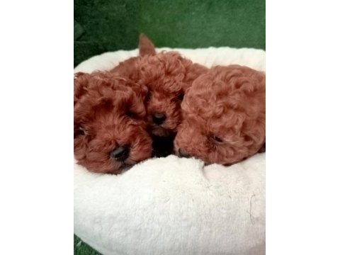 2 aylık dişi ve erkek toy poodle