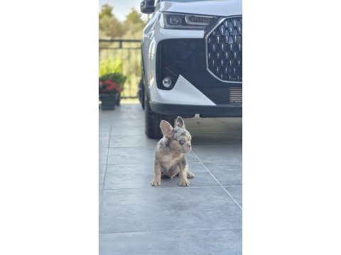 French bulldog erkek yavrumuz