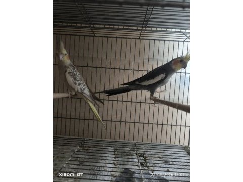 Hazır sultan papağanı takımlar