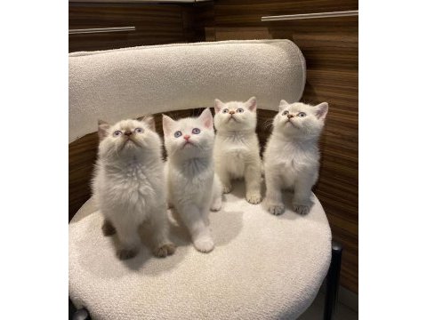 Bluepoint british shorthair yavrularımız