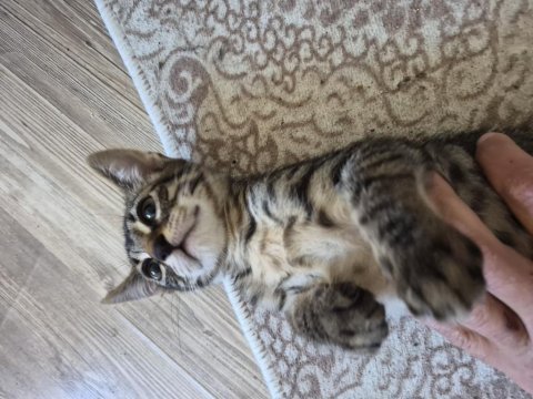 Minik kedimiz jojo yeni sahibini arıyor