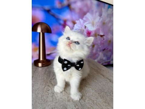 Kar beyazı british longhair bebekler geldi