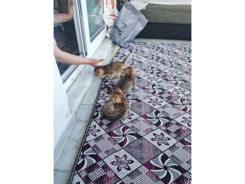 3 adet erkek yavru kedimizin tuvalet eğitimi tamamlandı
