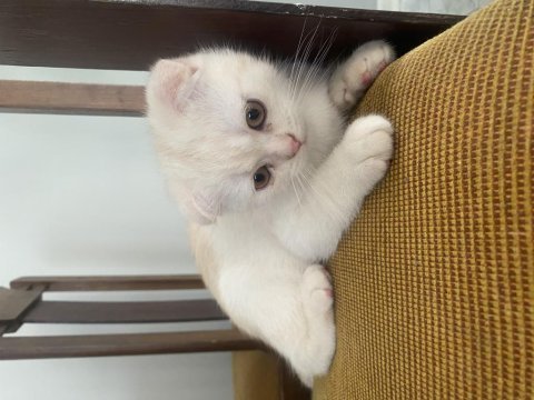 Beyaz scottish fold