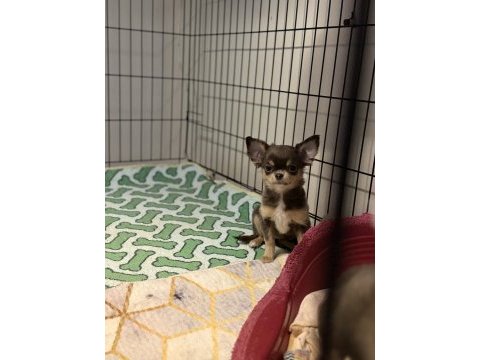 Blue tan (gri kahve) chihuahua