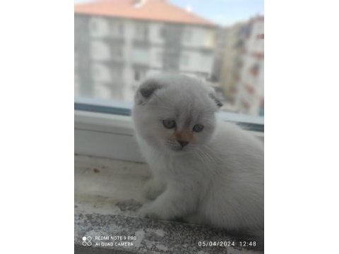 A kalite scottish fold yavrularımız