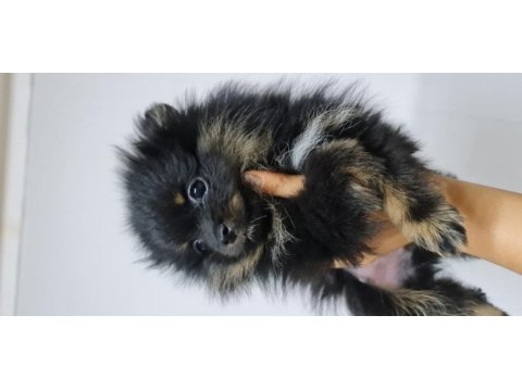 Pomeranian yetişkin ve bebekler sahiplendirilecektir