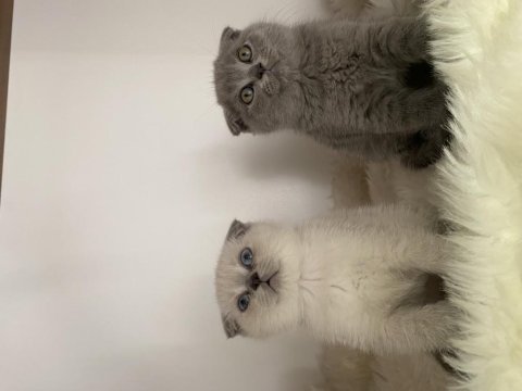 Özel ayı surat yavrularım safkan orjinal scottish fold