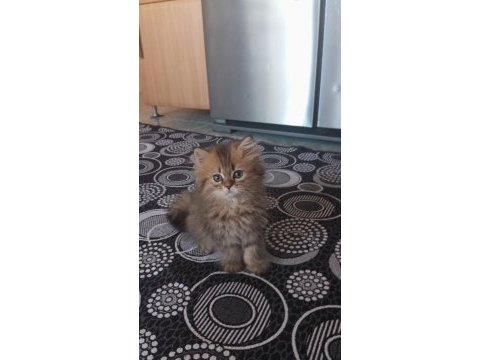 Safkan british shorthair yavruları