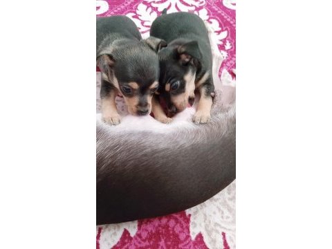 Orjinal pinscher yavruları