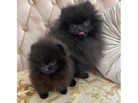 Siyah pomeranian boo dişi mini