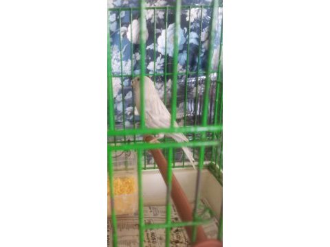 Hazır bangır bangır öter durumda beyaz satinet
