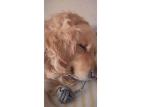 Golden retriever 4 yaşında