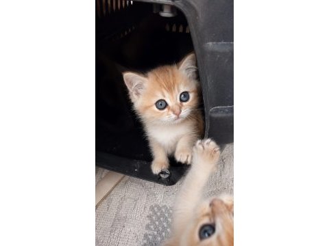 British shorthair golden ny12 ny11