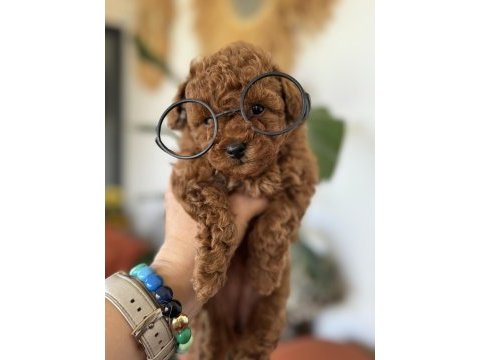 Kore toy poodle