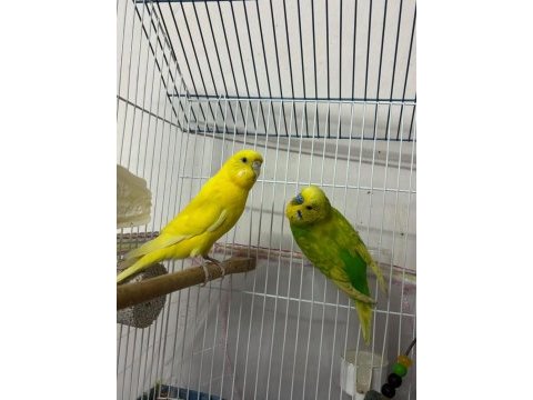 Damızlık muhabbet kuşları