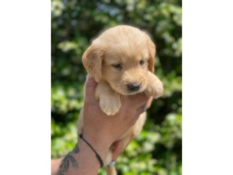 Aile köpeği golden retreiwer