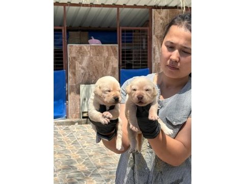 Labrador yavrusu köpekler