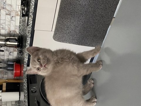 2 aylık british shorthair lilac rengi