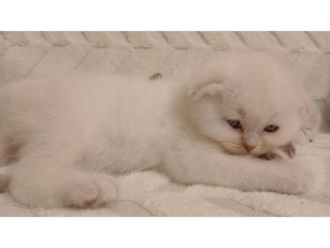 Scottish fold güzellikler teslime hazır