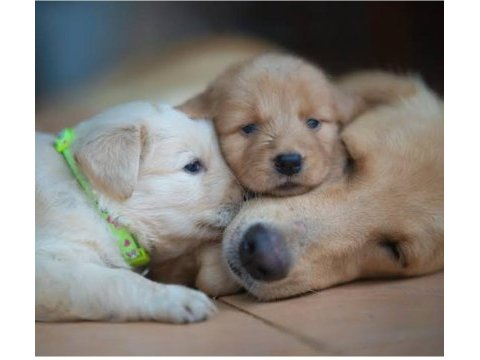 Baby face golden retriever bebekler