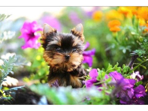 Petmode köpek çiftliğinden tea cup yorkshire terrier