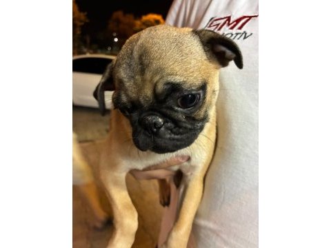 Irk ve sağlık garantili pug