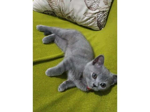 70 günlük british shorthair dişi yavru