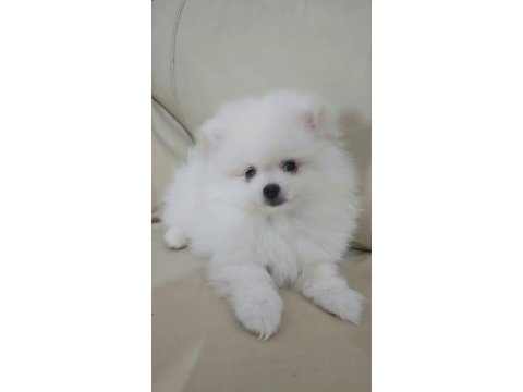 Pomeranian boo bebekler