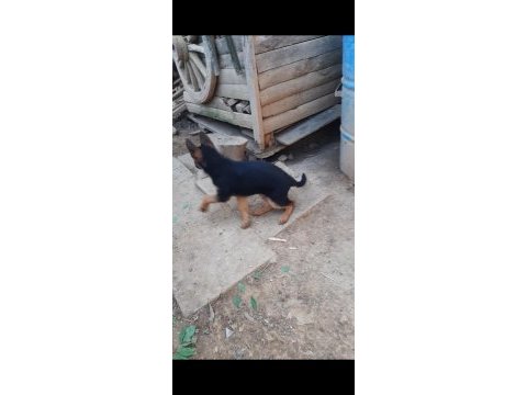Anne ve baba şecereli showline alman kurdu 75 günlük