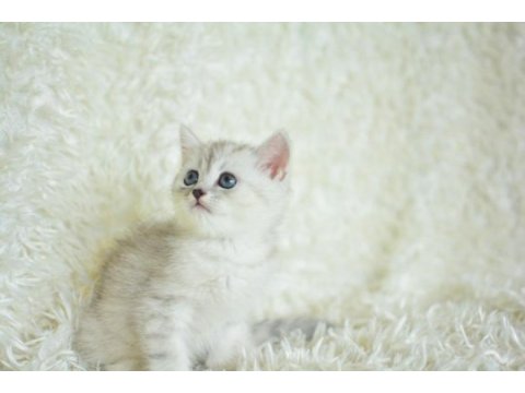 Oyuncak bebek silver british shorthair ns24